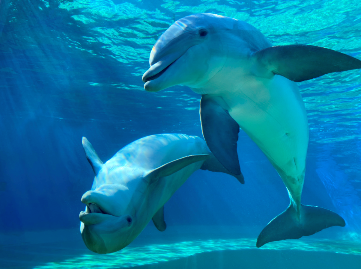 dolphins